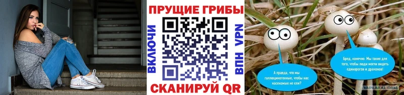 где купить наркоту  Кулебаки  Псилоцибиновые грибы Psilocybe 